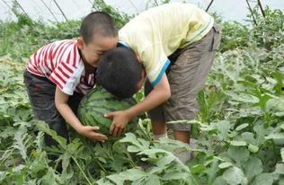 康县老头吃瓜事件,一场引发社会关注的网络风波  第2张
